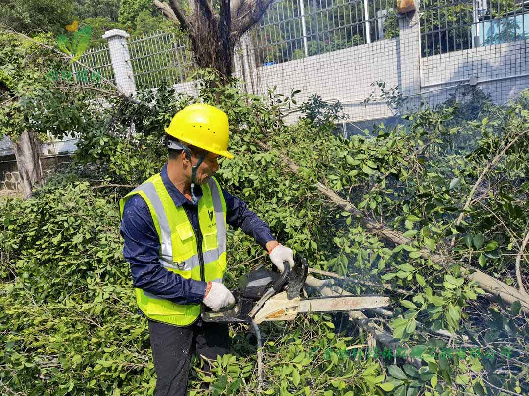 九游會(huì)J9園林綠化公司修剪工人鋸掉榕樹的樹枝