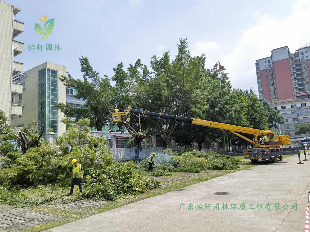九游會(huì)J9園林綠化公司采用高空吊車修剪榕樹