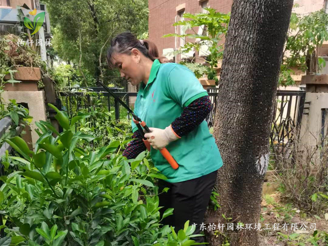 深圳龍華觀湖園別墅小區(qū)綠化養(yǎng)護(hù)